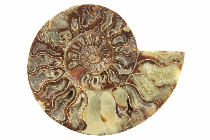 Cut & Polished Ammonite Fossil (Half) - Madagascar #229983